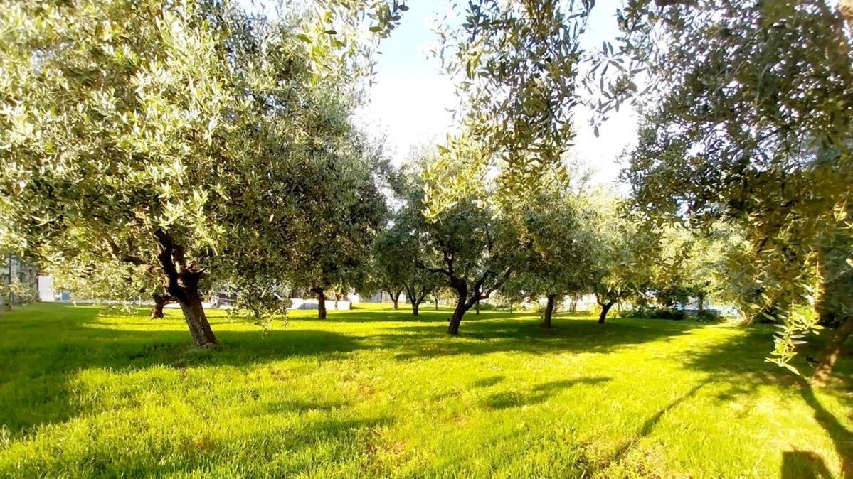 Hacienda Matea - Jacuzzi, Pool, Playground & Bbq In An Olive Grove Near Beaches, - Istria Vila *